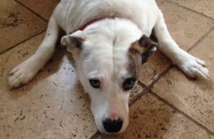 Sad white pitbull Labrador cross dog with brown patch over one ear lying on floor looking up at the camera
