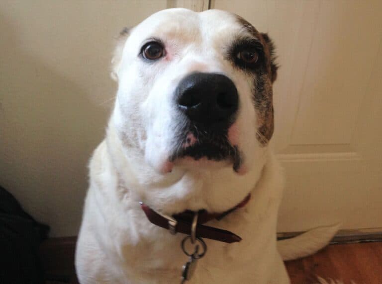 White pitbull Labrador cross dog with brown patch over one ear sitting with ears back looking sad