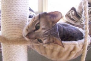 Tabby cat lying in pouch on cat tree watching hanging piece of string