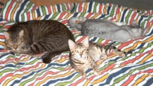 Three cats sleeping on a bed