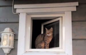 Tabby cat sitting on small window ledge of blue wooden house