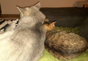 Gray dog sleeping against tabby cat back to back facing away from camera
