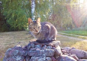 Tabby kitten sitting on rock in forest with sun shining behind