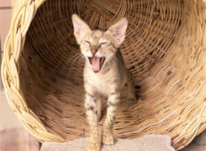 New tabby kitten won't stop meowing