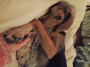 Black and tan dachshund mix dog holding human hand with her paw