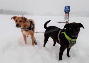 Brown dog and black dog standing in snow on frozen lake
