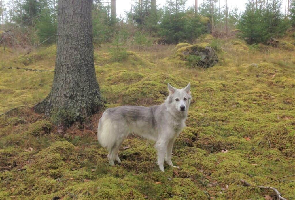 Beautiful gray and white wolf dog standing in forest