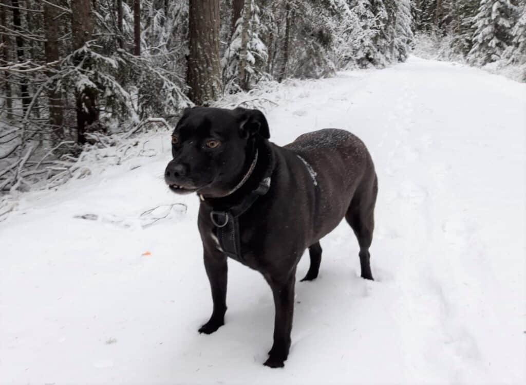 BLack staffy cross rescue dog standing in snowy forest