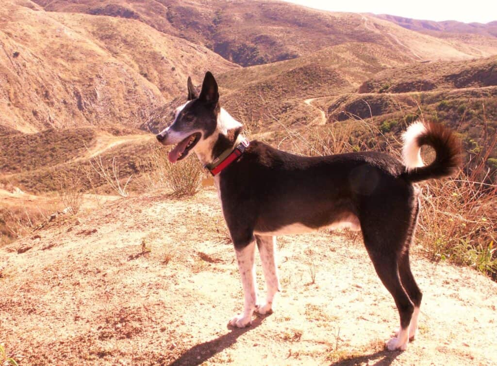 Black and white saluki cross dog standing looking out over canyon