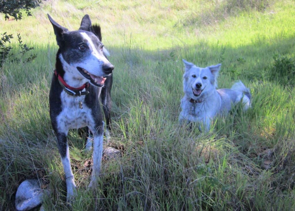 Black and white dog and gray and white dog friends hanging out together in nature