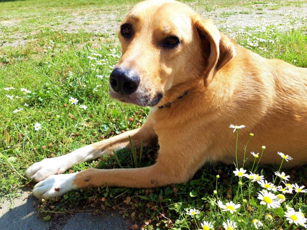 Handsome tan dog with white paws lying in daisies looking at camera