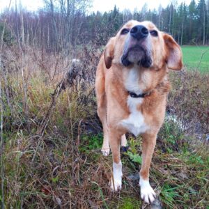 Dog Owners: Are You Making These 10 New Year’s Resolutions for Your Dog?