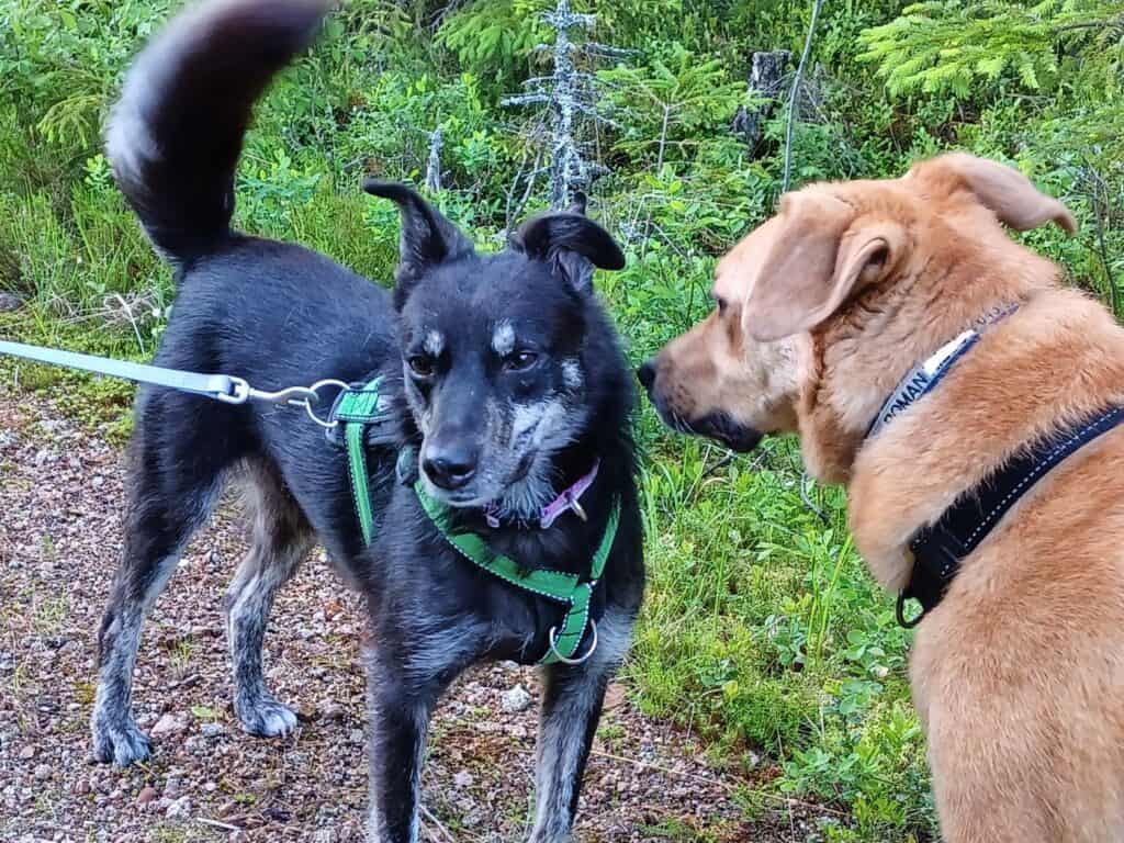 Black dog showing a head turn calming signal to tan dog