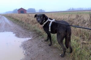Scared black dog on a harness and leash walking on wet, muddy farm track in autumn