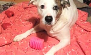 White pitbull Labrador mix dog lying on pink duvet with three Kongs
