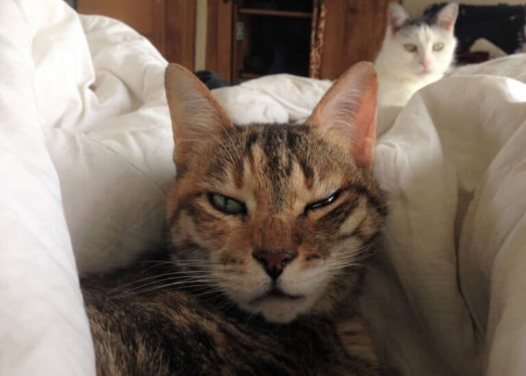 Tabby cat with half closed eyes lying looking at camera with tabby and white cat behid in the distance