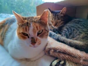 Ginger, tabby and white cat lying in front of tabby cat lying in cardboard box