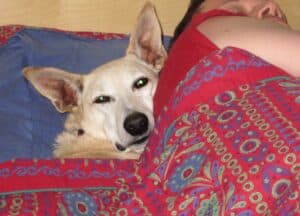 Sandy color dog asleep under the bed covers against man's back