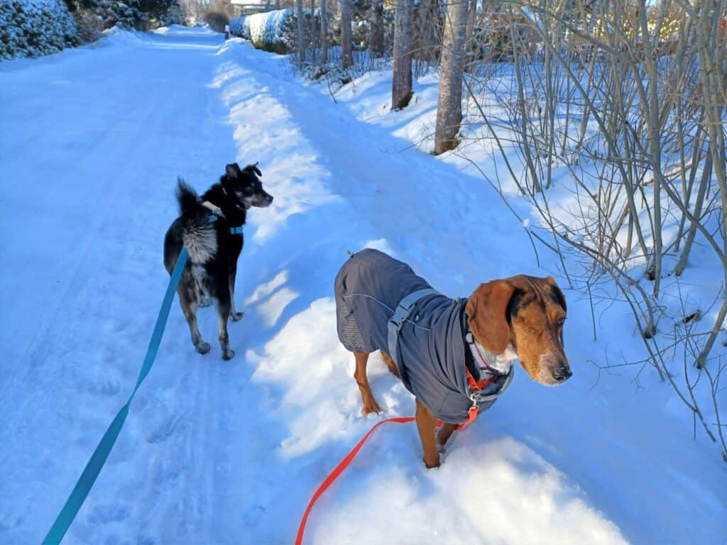 Black dog and tan dog wearing gray coat on long lines standing in snow