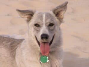 Gray and silver dog lying in sand with tongue sticking out