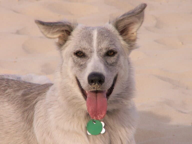 Gray and silver dog lying in sand with tongue sticking out