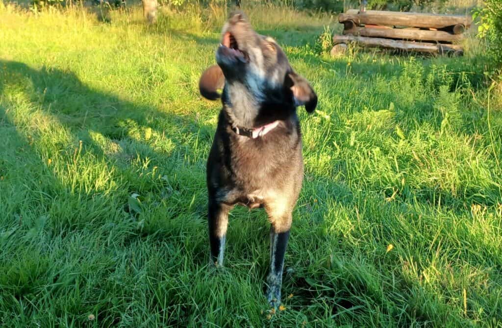 Medium size black dog with chin raised and barking