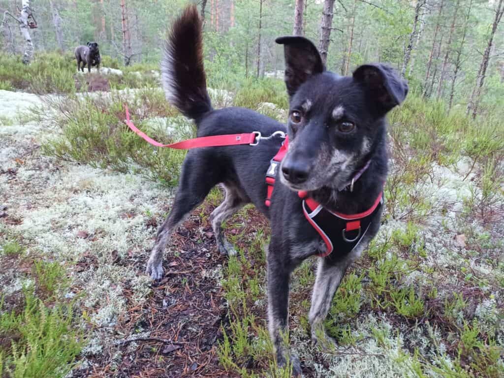 Medium size woolly black Romanian rescue dog wearing red harness standing in pine forest