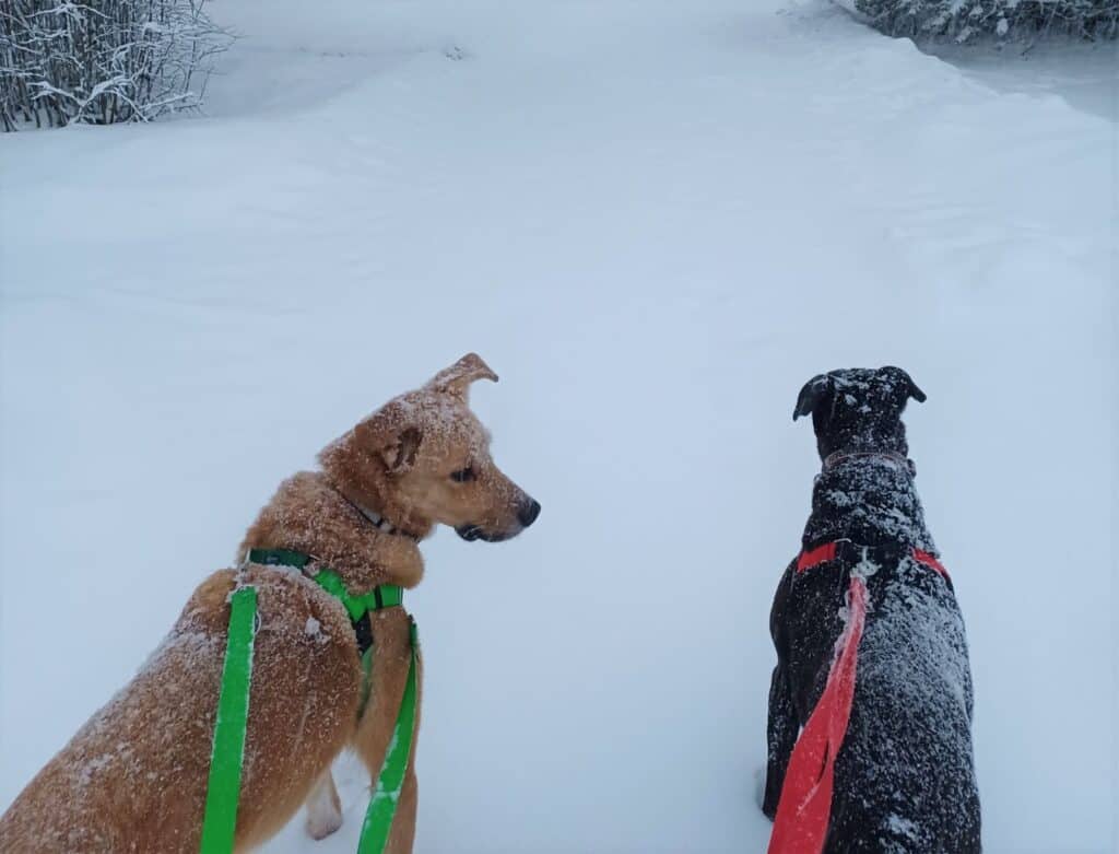 Large tan dog and large black dog walking in snowy forest on long leash, from behind