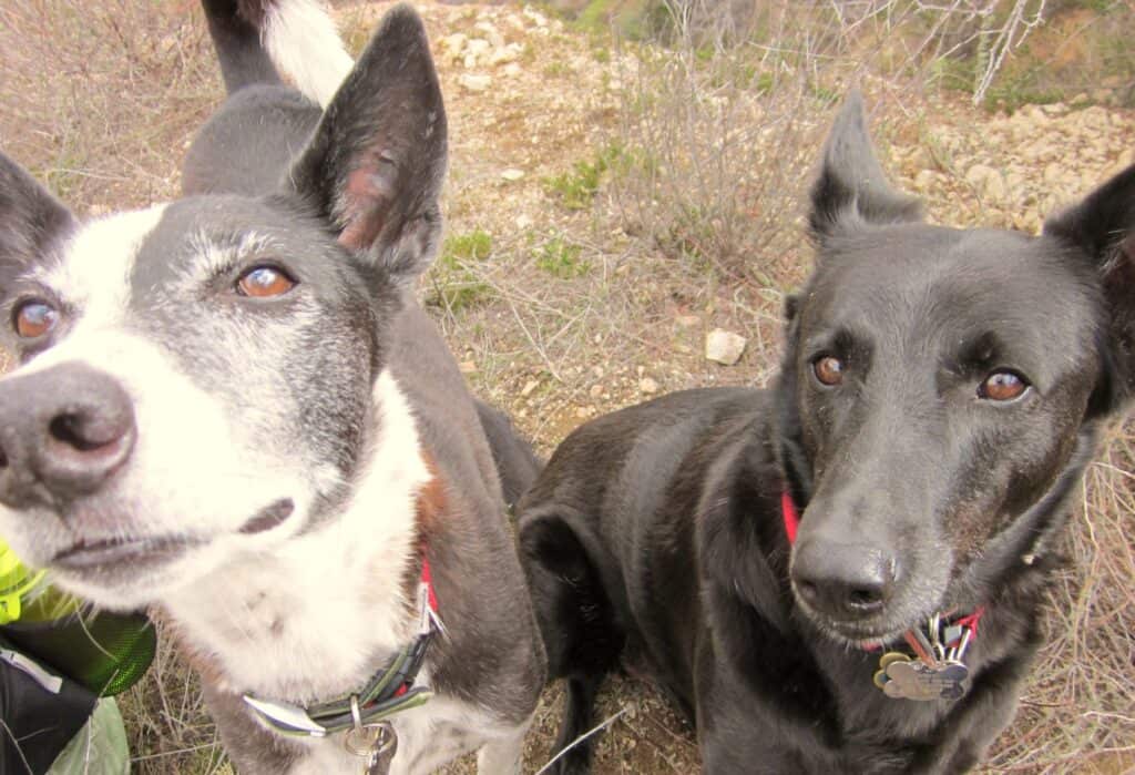 Black and white saluki cross dog and black German shepherd like dog sitting