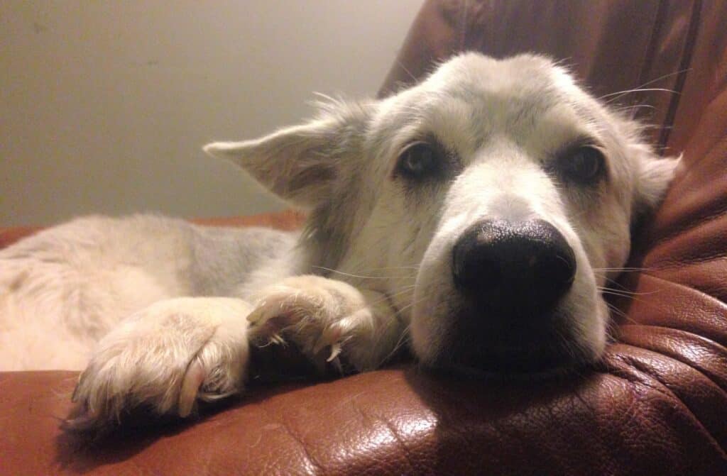 15 Reasons Why Dogs Bark At Night (And How To Stop It) - The Cat and ... - Preventing Dog Barking At Salesmen