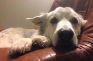 Tried gray and white dog resting her head on brown leather armchair arm looking at camera