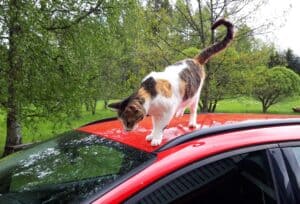 Tortoiseshell cat walking on red cat roof