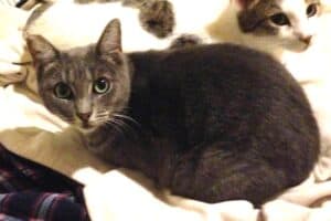 Gray cat lying with head up, dilated pupils, looking scared