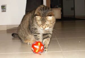 Tabby cat playing with treat ball