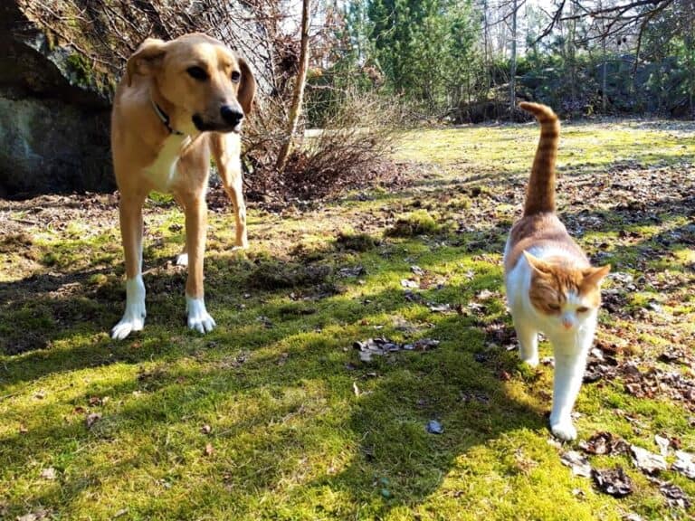 Large tan dog looking at ginger and white cat walking past in grassy yard