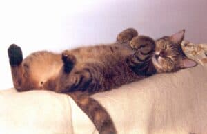 Big tabby cat lying on his back sleeping on back of couch