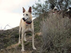 Sandy color desert dog standing in desert canyon