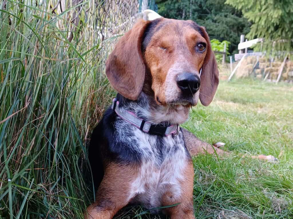 One eyed beagle-dachshund mix dog standing in long grass