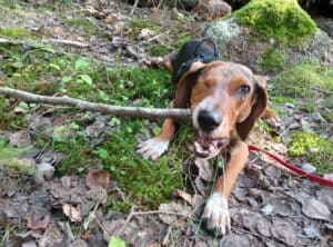 One eyed beagle-dachshund mix dog chewing on a large stick in the forest