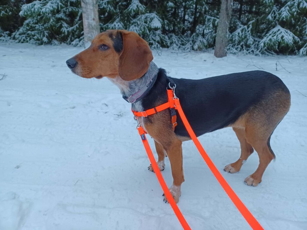 One eyed beagle-dachshund mix dog wearing orange Freedom No Pull Harness and standing in snow