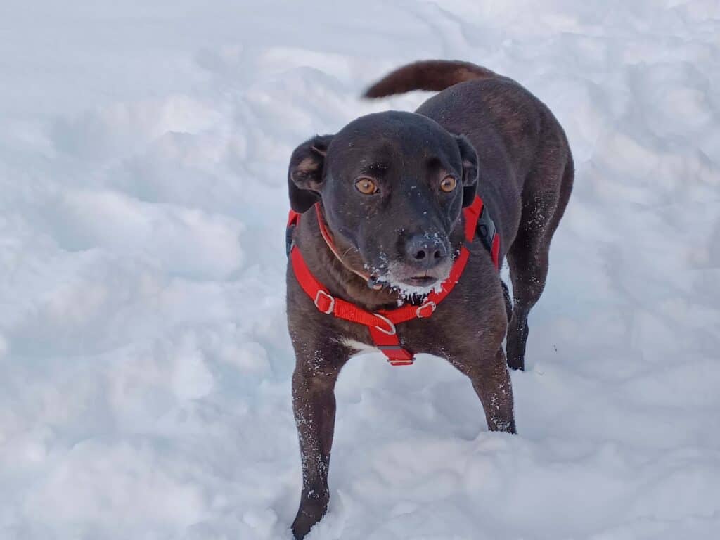 Black staffie cross dog playing in snow wearing red Freedom No Pull Harness