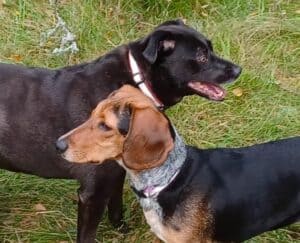 Large black dog and smaller black, tan and white dog standing sideways facing in opposite directions, staring
