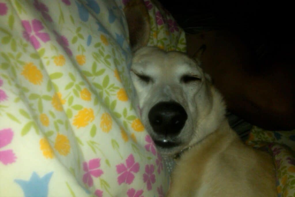 Sandy color dog with black nose fast asleep on pillow with yellow and pink flowery pillow case