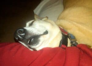Sandy color desert dog in deep sleep on red pillow