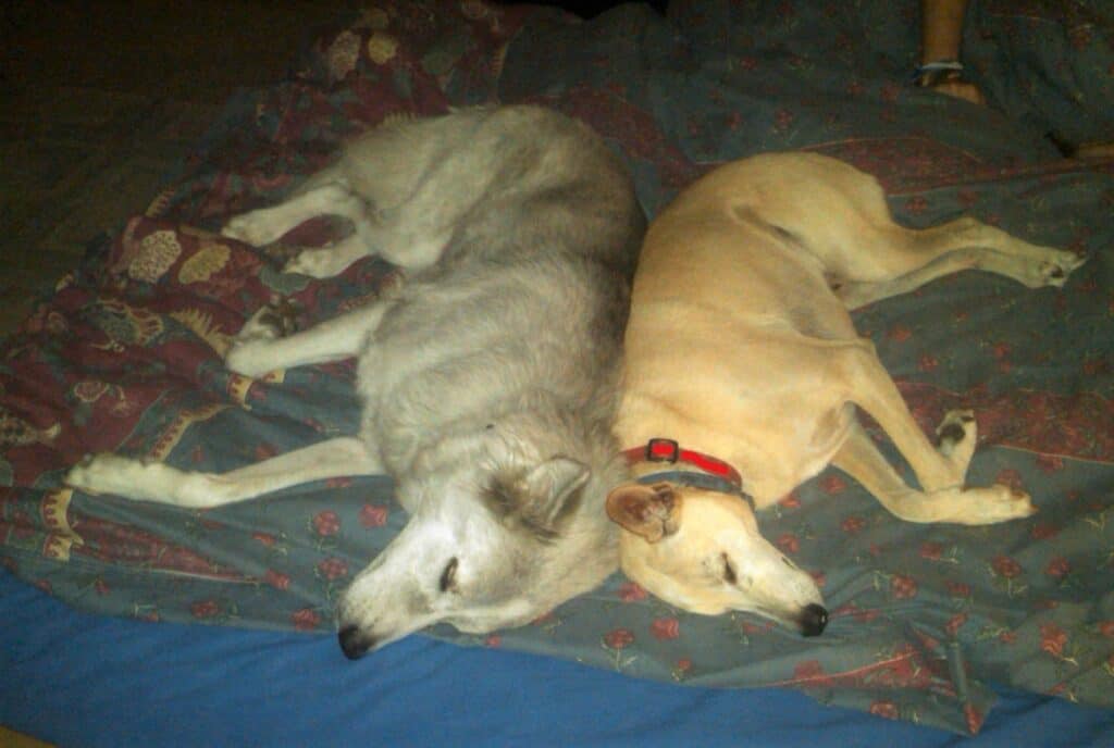 Gray dog and sandy color dog lying asleep back to back