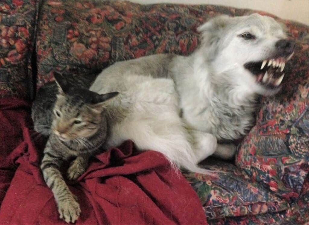Tabby cat sleeping next to gray and white dog showing her teeth and growling