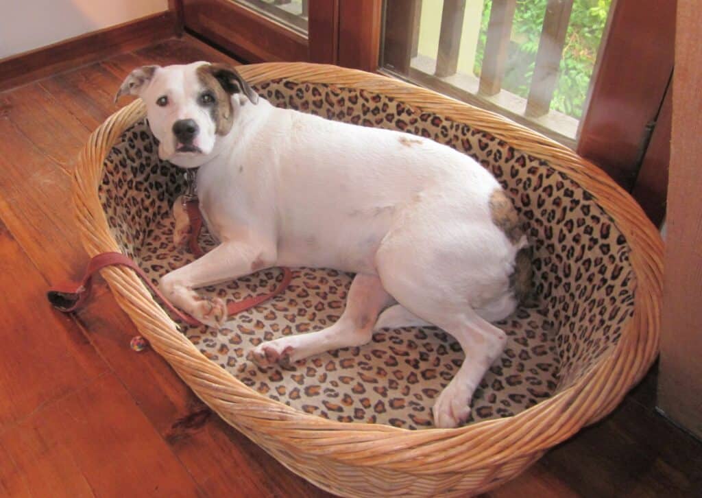 White pitbull-Labrador cross dog lying in leapord print wicker dog bed loking anxious