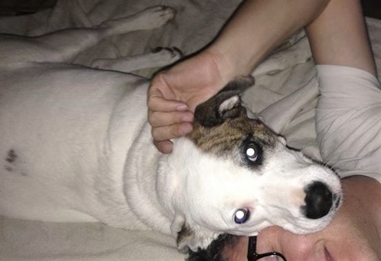 White pitbull-Labrador cross dog sleeping on man's head