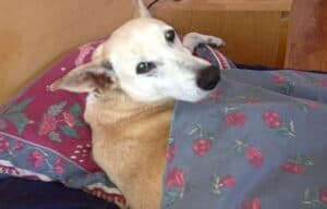Sandy color dog sleeping on blue sheets and pillow on bed