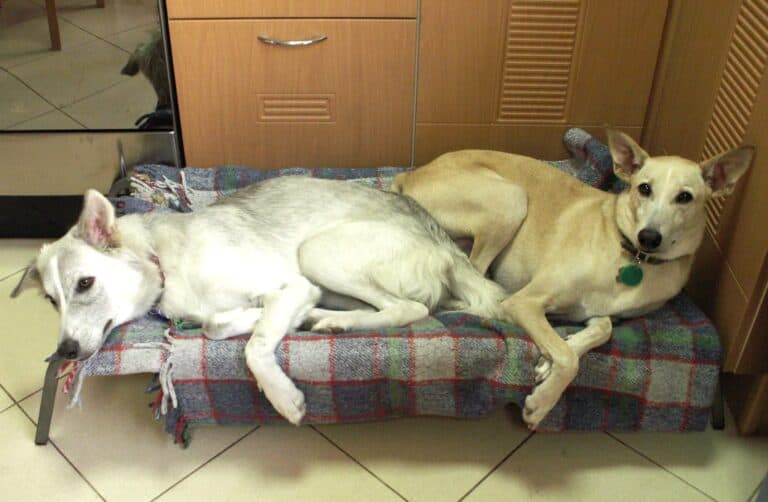Gray saluki cross dog and sandy color desert dog lying back to back on dog bed